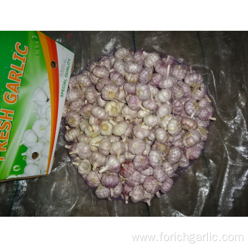 New Season Normal Garlic